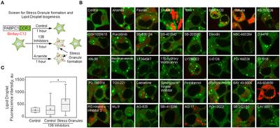 Small Molecule Screen Reveals Joint Regulation of Stress Granule Formation and Lipid Droplet Biogenesis